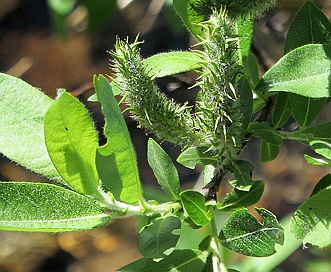 Salix commutata