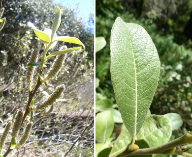 Salix delnortensis