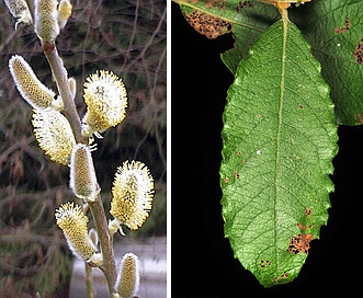 Salix discolor