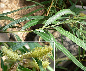 Salix exigua