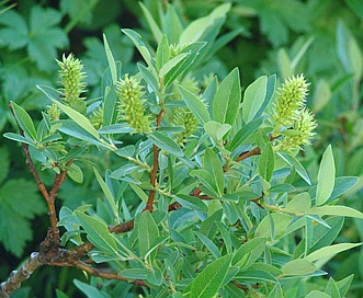 Salix farriae