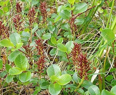 Salix fuscescens