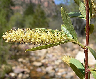 Salix gooddingii