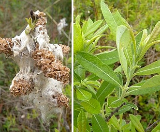 Salix humilis