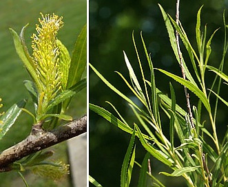 Salix interior