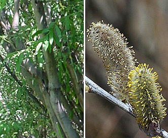 Salix irrorata