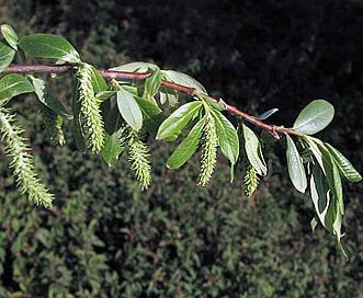 Salix laevigata