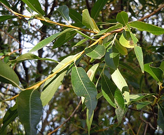 Salix lasiandra