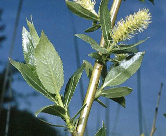 Salix lucida