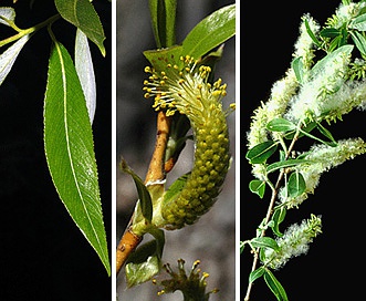 Salix nigra