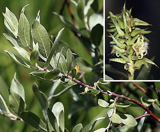 Salix orestera