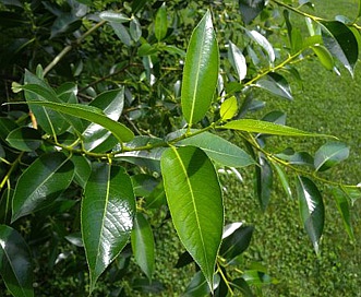 Salix pentandra