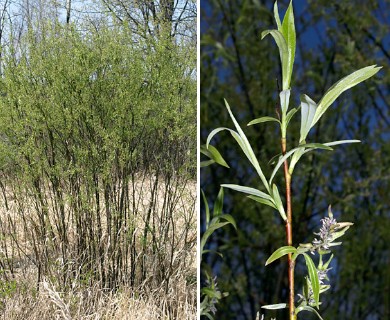 Salix petiolaris