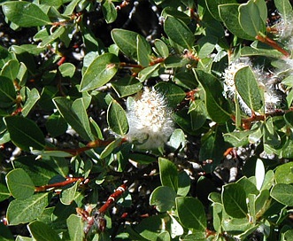 Salix planifolia