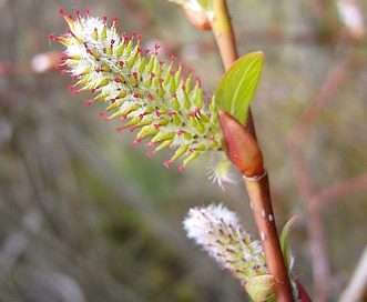 Salix prolixa