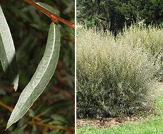 Salix purpurea