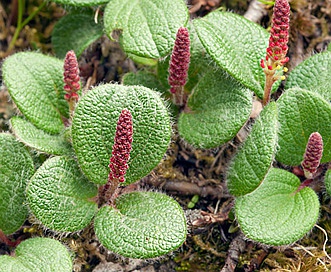 Salix reticulata