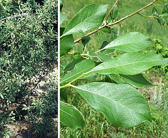 Salix scouleriana