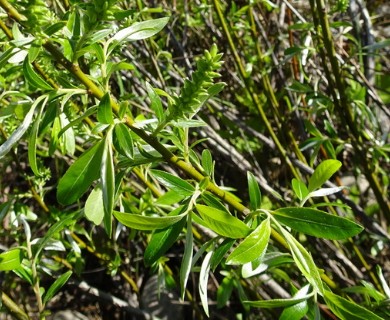 Salix sericea