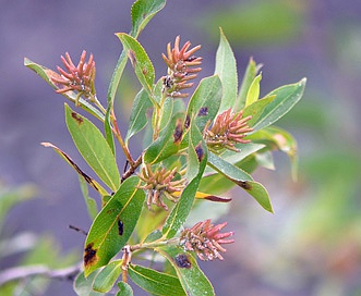 Salix serissima