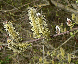 Salix sitchensis