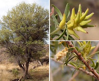 Salix taxifolia