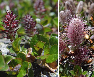 Salix uva-ursi