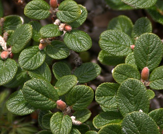 Salix vestita