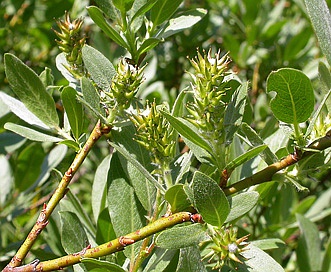 Salix wolfii