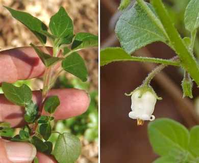 Salpichroa origanifolia