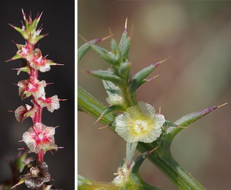 Salsola australis