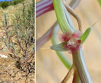 Salsola collina