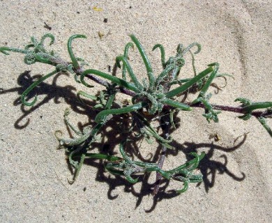 Salsola gobicola