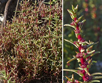 Salsola soda