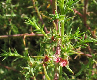 Salsola tragus