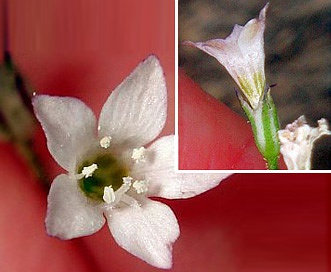 Saltugilia australis