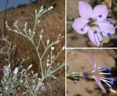 Saltugilia caruifolia