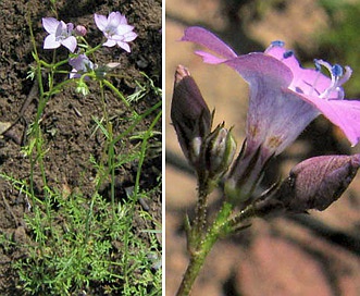 Saltugilia splendens