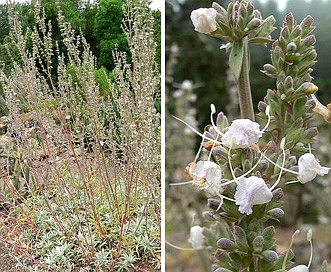 Salvia apiana