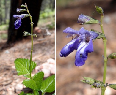 Salvia arizonica