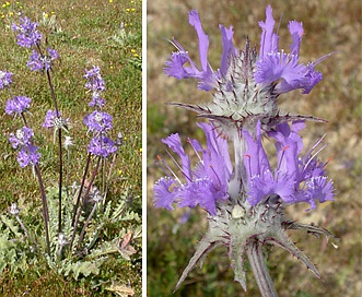 Salvia carduacea