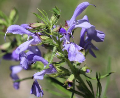 Salvia engelmannii