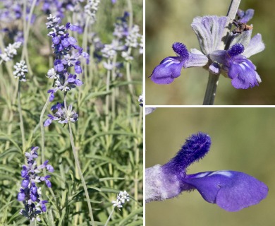 Salvia farinacea