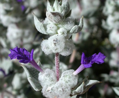 Salvia funerea