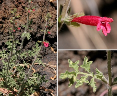 Salvia henryi