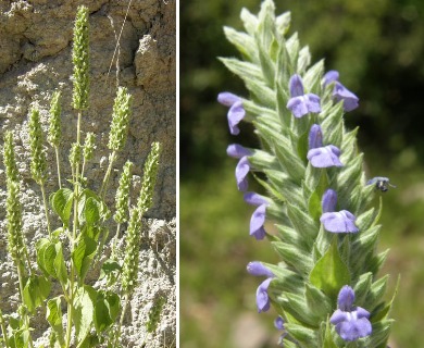 Salvia hispanica