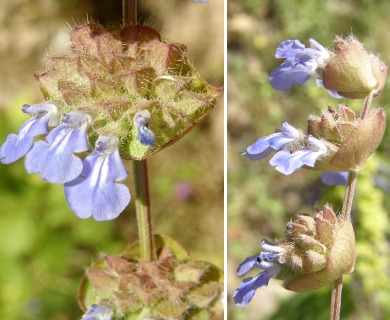 Salvia lasiocephala