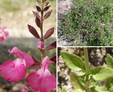 Salvia lemmonii