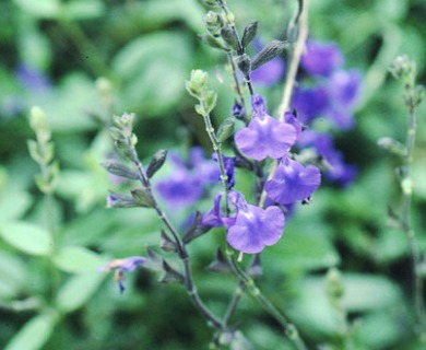 Salvia lycioides