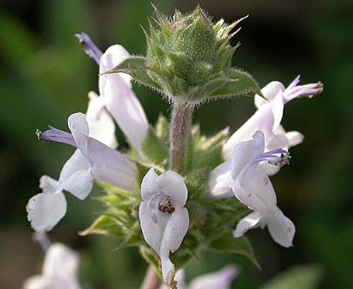 Salvia mellifera